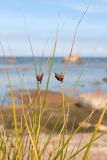 Bolboschoenus maritimus