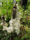 Anemone sylvestris. Сухие генеративные побеги с облетающими частями сборных плодов. Иркутская обл., г. Бодайбо, правый борт долины р. Витим, лес. 03.08.2014.