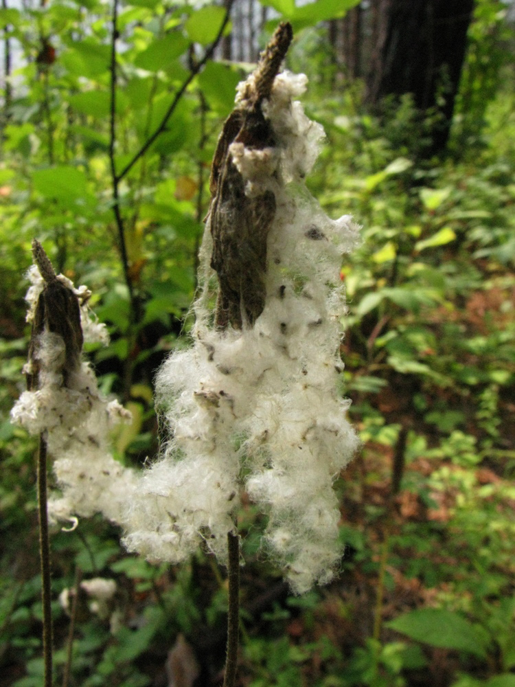 Image of Anemone sylvestris specimen.