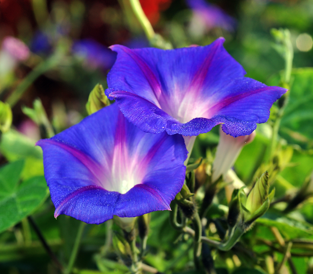 Изображение особи Ipomoea purpurea.