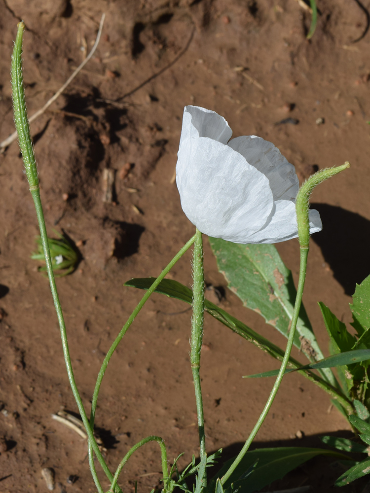 Image of Roemeria refracta specimen.