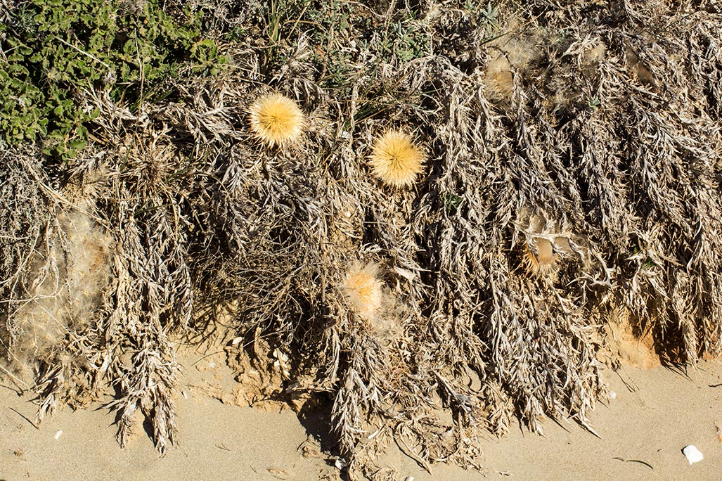 Image of Carlina gummifera specimen.