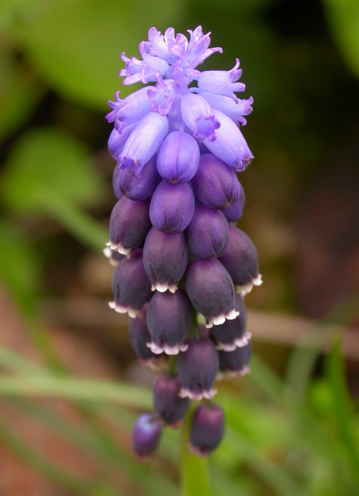 Image of Muscari neglectum specimen.