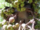 Ficus auriculata. Часть ствола с созревающими соплодиями. Австралия, г. Брисбен, ботанический сад. 30.08.2015.