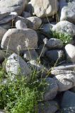 Nepeta podostachys