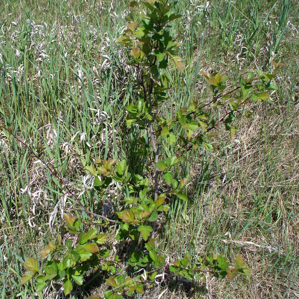 Image of Crataegus sanguinea specimen.