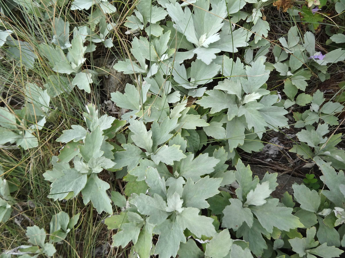 Image of genus Artemisia specimen.