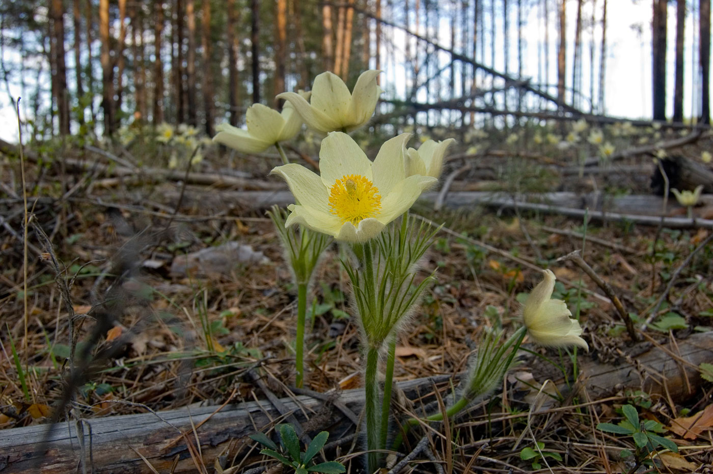 Изображение особи Pulsatilla uralensis.