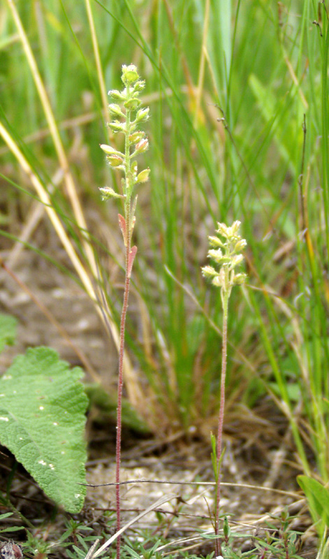 Image of Alyssum alyssoides specimen.