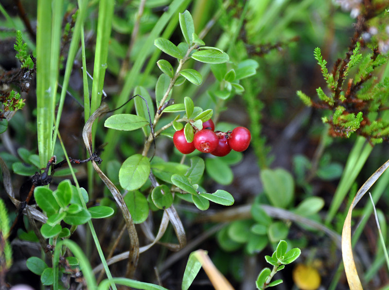 Image of Vaccinium vitis-idaea specimen.