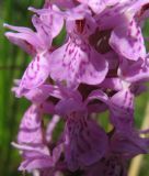 Dactylorhiza maculata