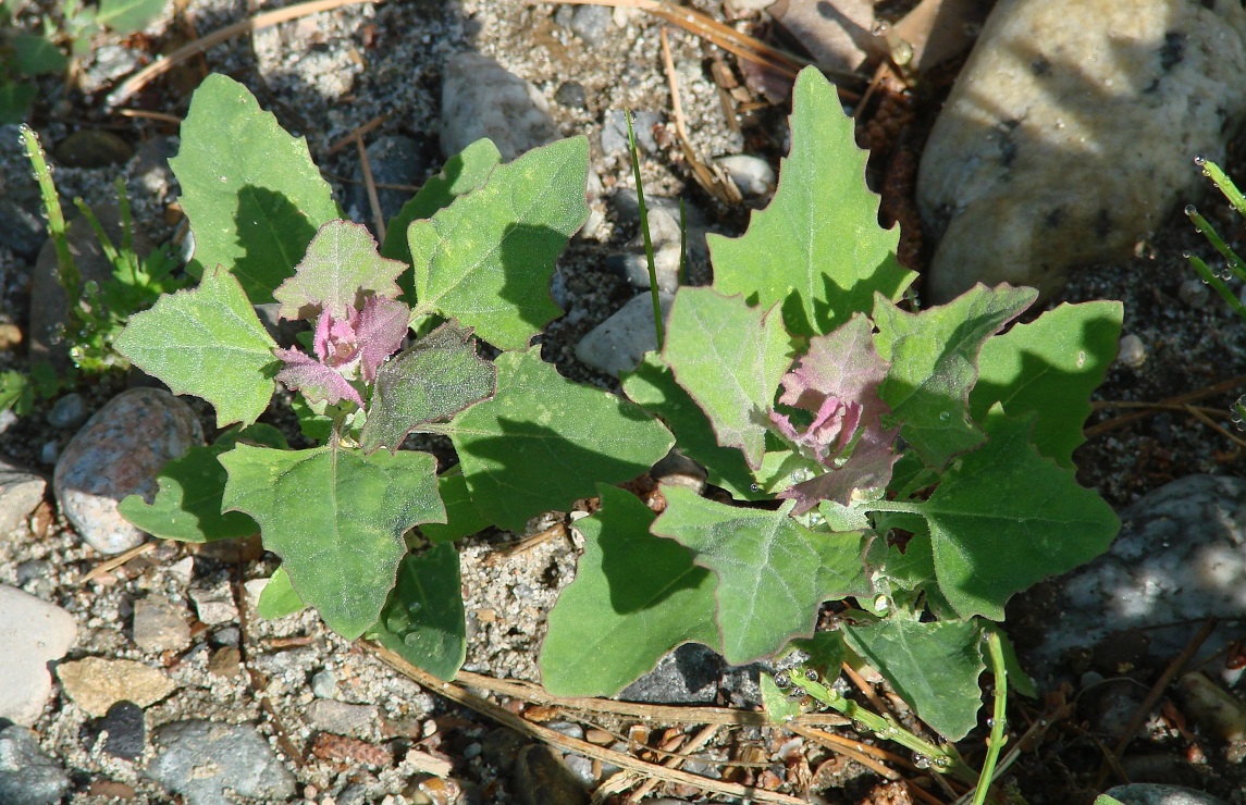 Изображение особи Chenopodium album.