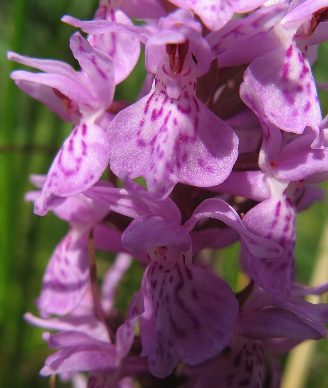 Изображение особи Dactylorhiza maculata.