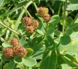 Euphorbia pilosa