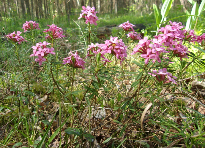 Image of Daphne cneorum specimen.