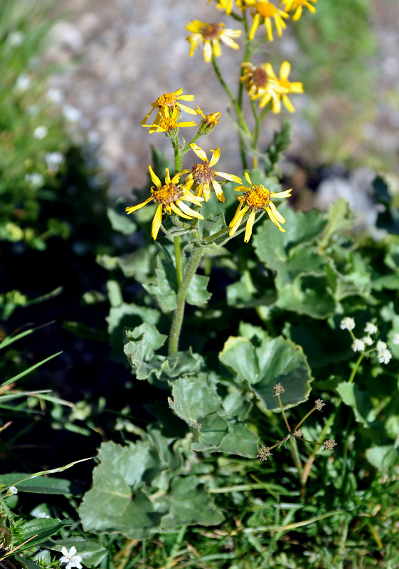 Image of Senecio taraxacifolius specimen.