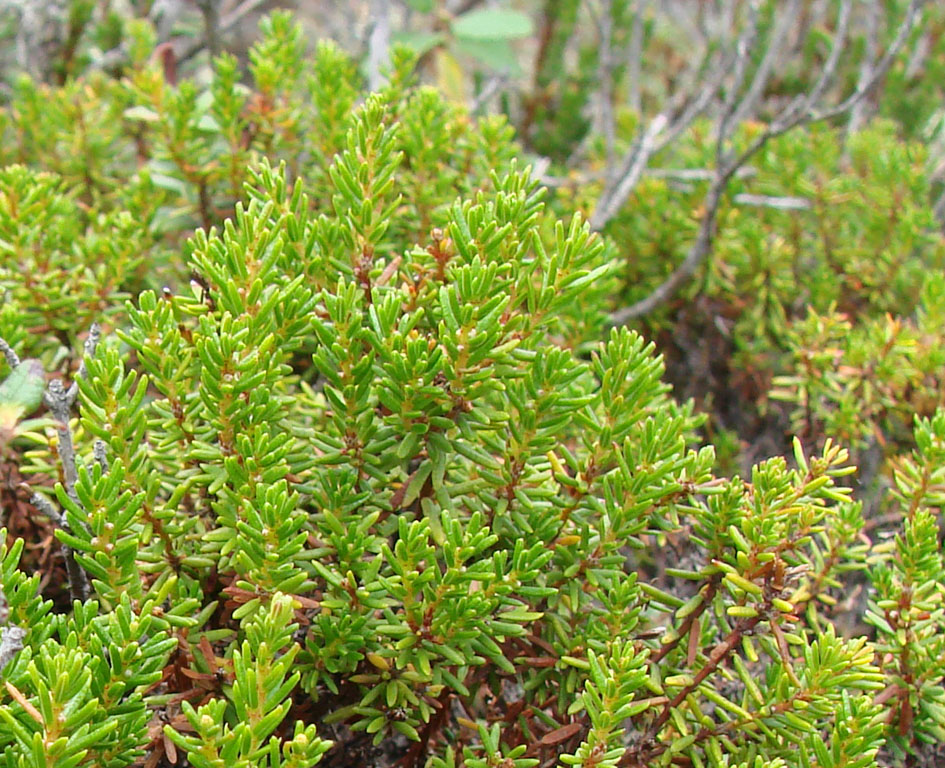 Image of Empetrum subholarcticum specimen.