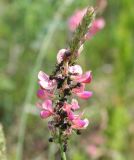 Onobrychis viciifolia