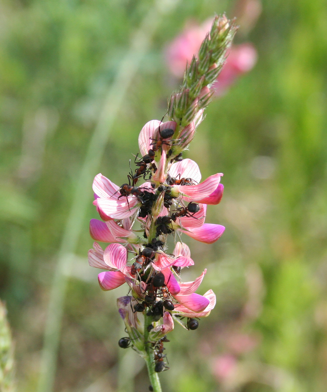 Image of Onobrychis viciifolia specimen.