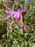 Calypso bulbosa. Цветок. Свердловская обл., окр. г. Североуральск, травяно-моховой сосняк с елью на известняках. 24.05.2008.