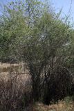 Salix wilhelmsiana. Зацветающее растение. Южный Казахстан, левый берег Сыр-Дарьи в 10 км выше Сюткента. 29.04.2015.