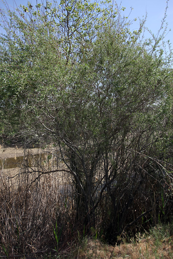 Image of Salix wilhelmsiana specimen.