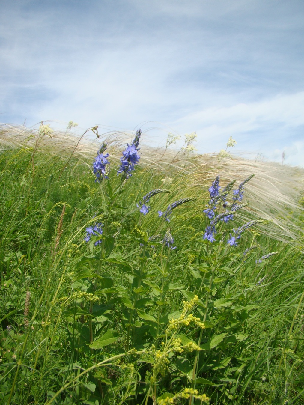 Image of Veronica teucrium specimen.