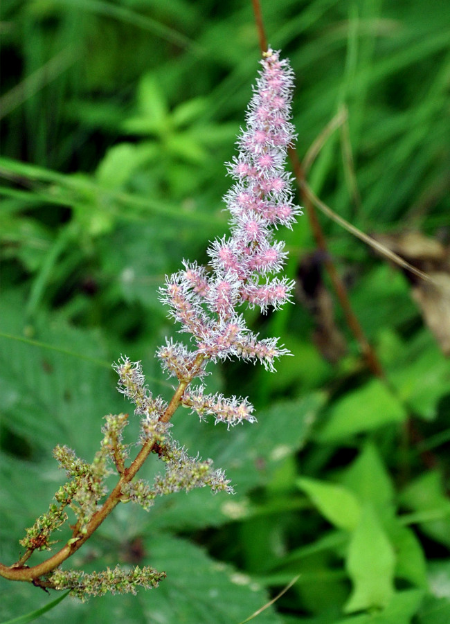 Image of Astilbe chinensis specimen.