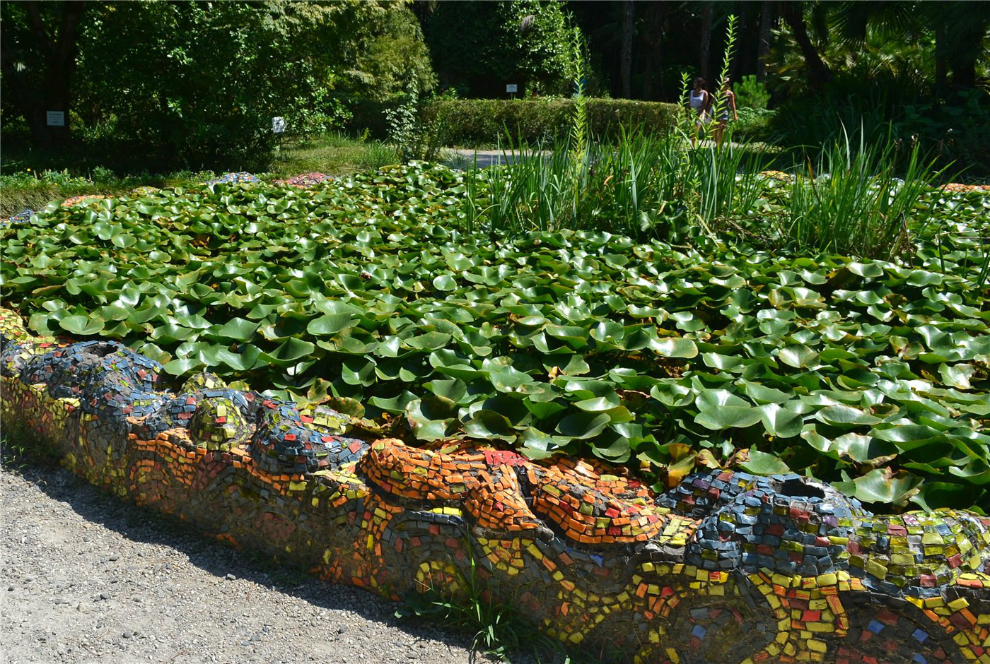 Image of genus Nymphaea specimen.