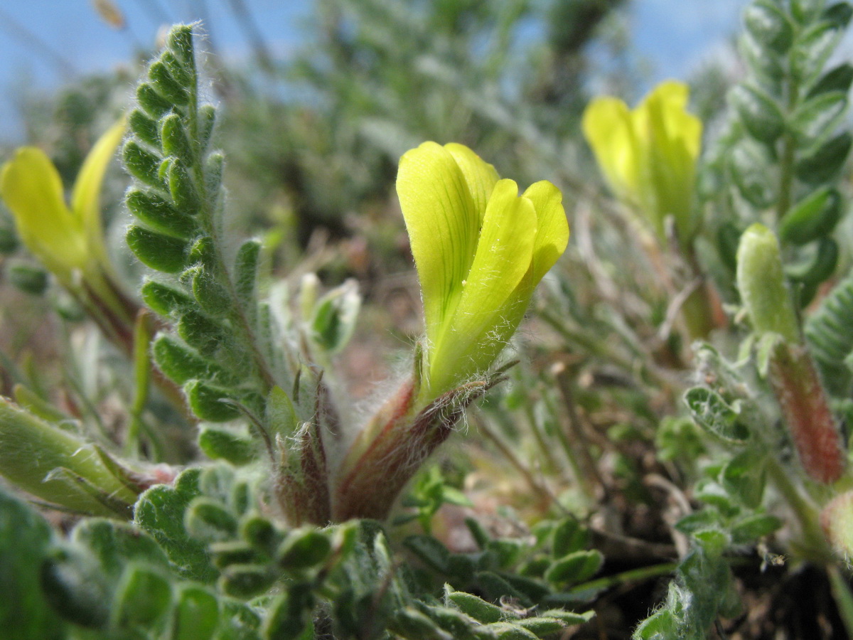 Image of Astragalus mucidus specimen.