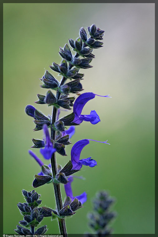 Изображение особи Salvia pratensis.