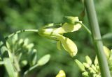 Brassica variety capitata