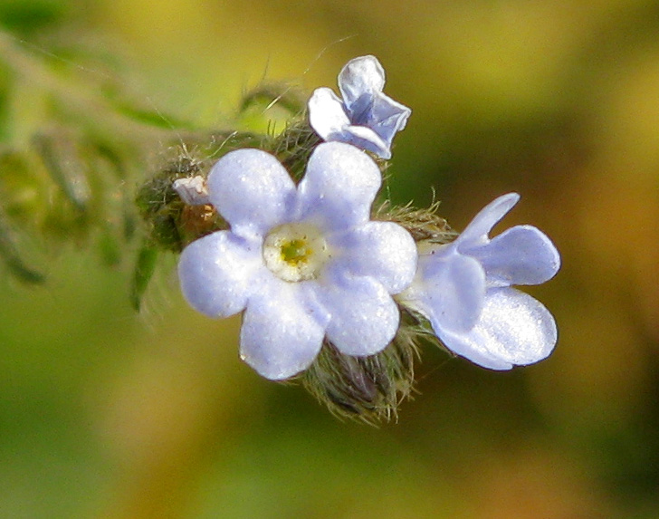 Image of Lappula squarrosa specimen.