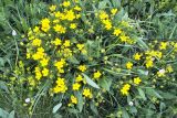 род Dasiphora. Цветущее растение. Республика Тува, Монгун-Тайгинский кожуун, окр. пос. Кызыл-Хая. июль 2010 г.
