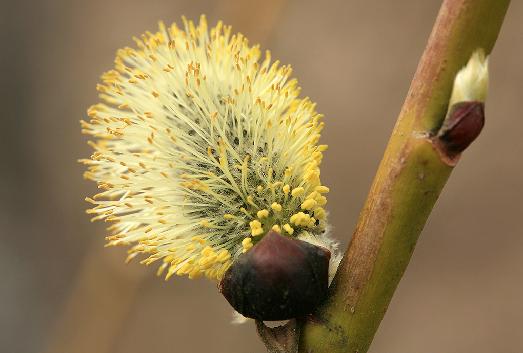 Image of Salix caprea specimen.