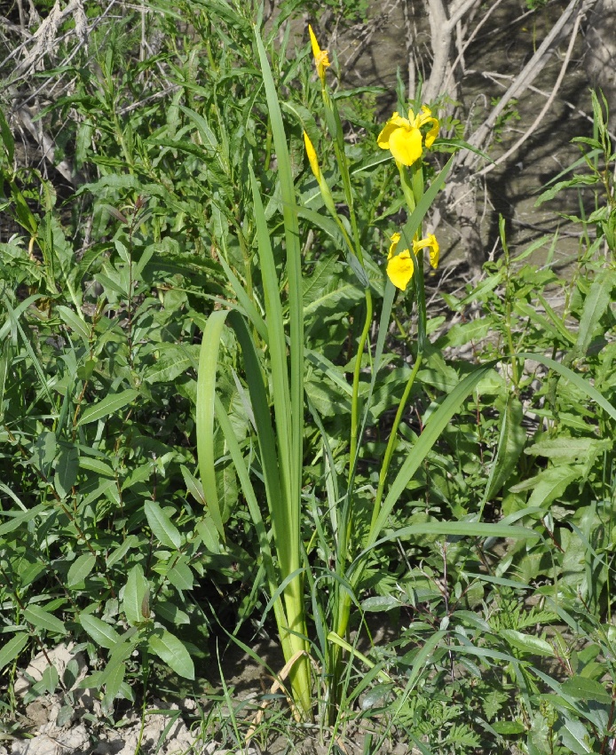Изображение особи Iris pseudacorus.