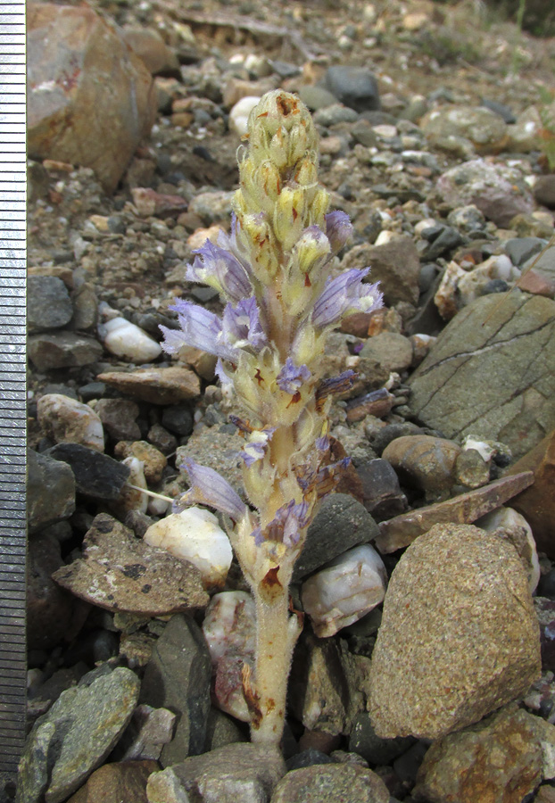 Image of Phelipanche gussoneana specimen.