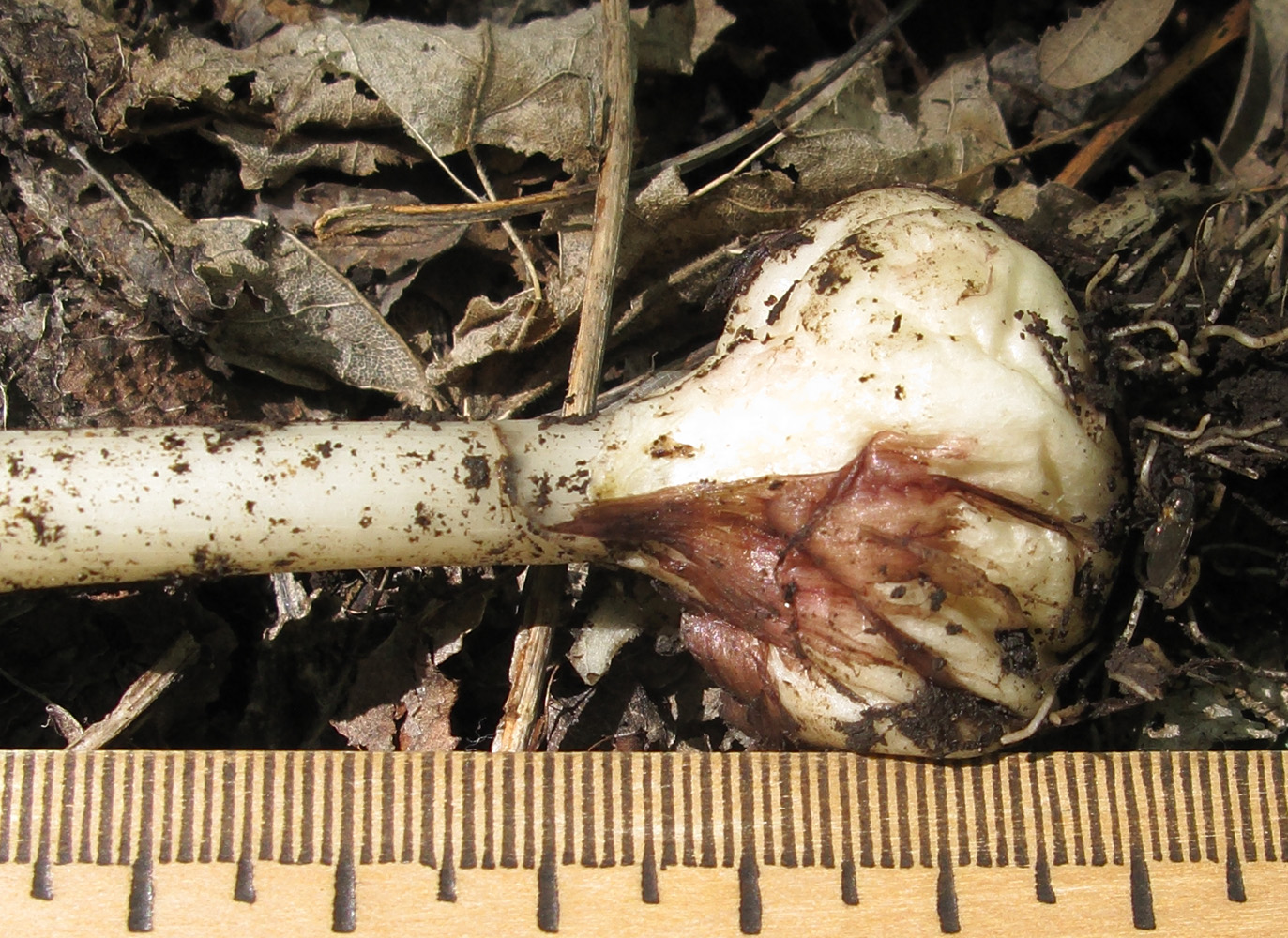 Image of Allium decipiens specimen.