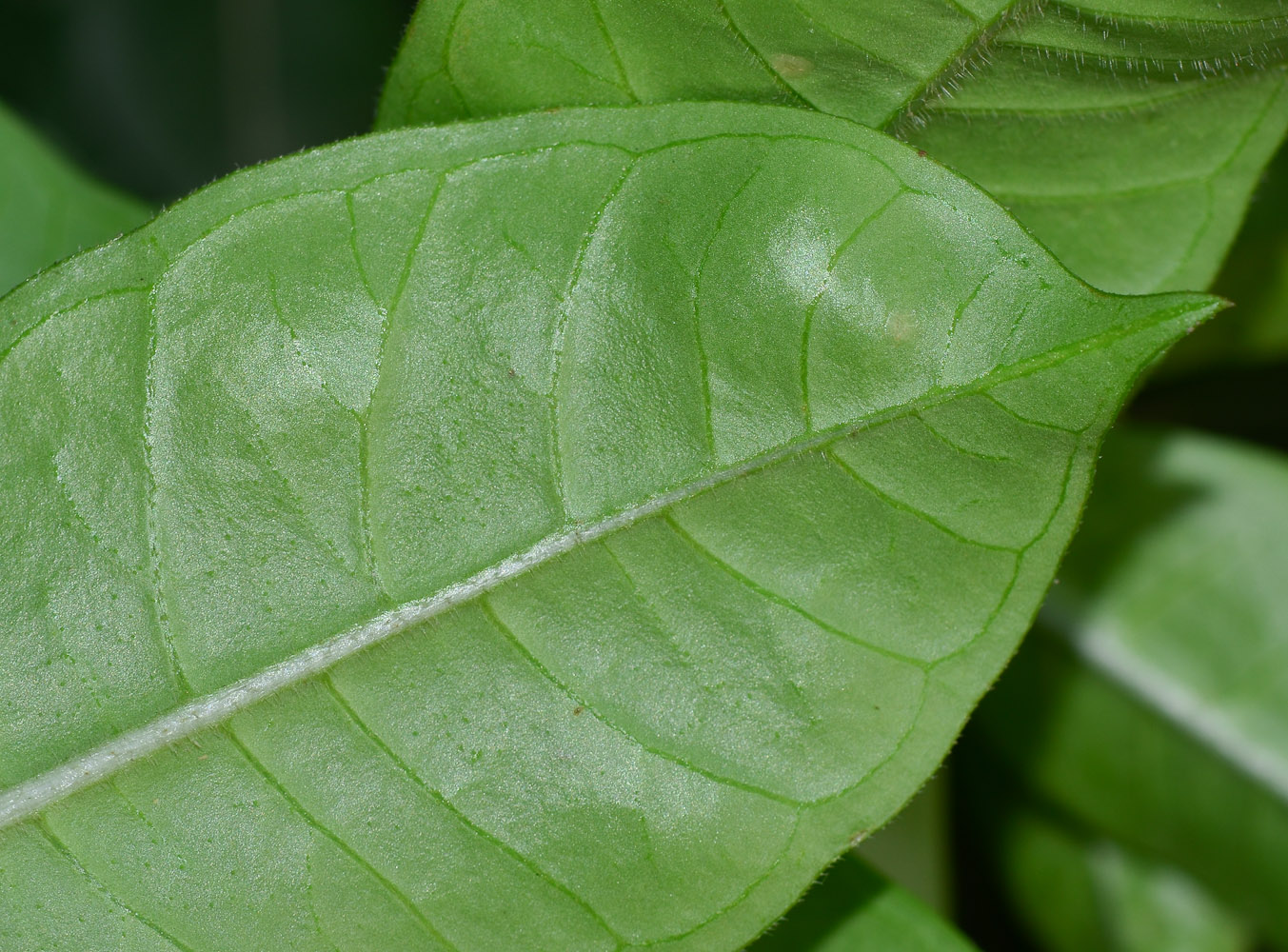 Image of Allamanda blanchetii specimen.