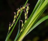 Carex pilosa