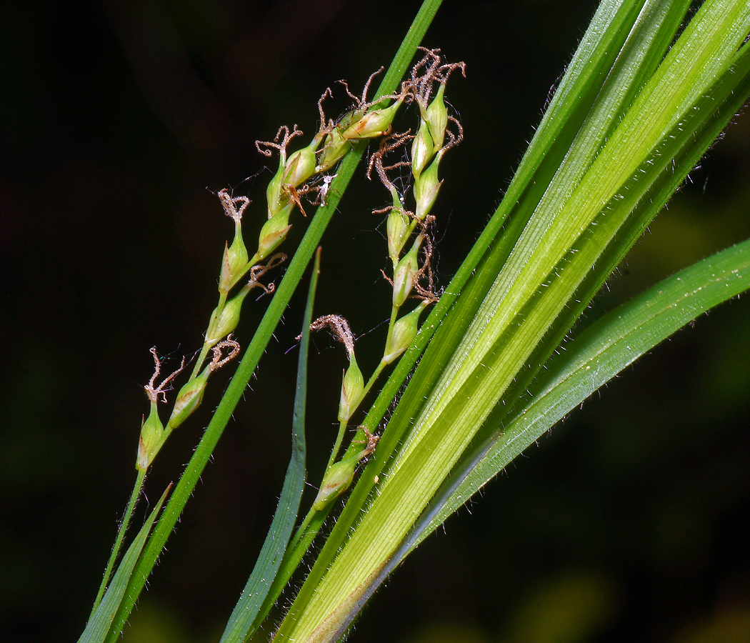 Изображение особи Carex pilosa.