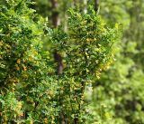Caragana arborescens. Часть кроны цветущего растения. Московская обл., Раменский р-н, окр. ж.-д. платформы Хрипань, просека под ЛЭП. 23.05.2016.