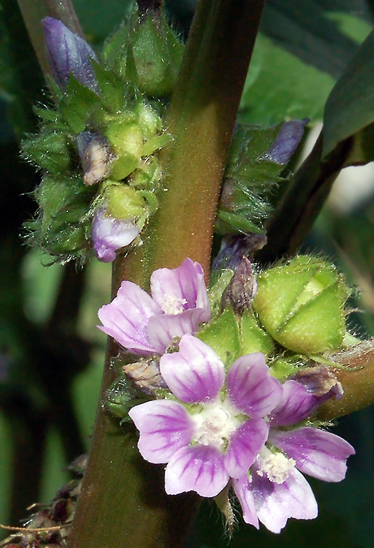 Image of Malva verticillata var. neuroloma specimen.