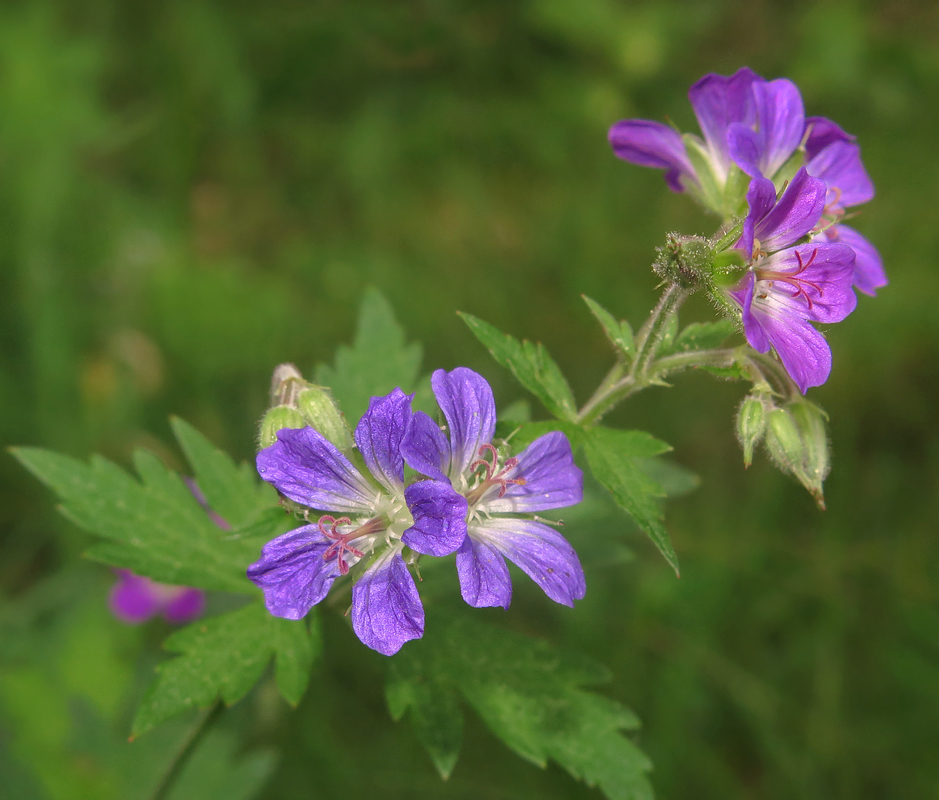 Изображение особи Geranium sylvaticum.