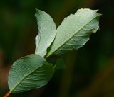 Salix starkeana. Испод листьев. Московская обл., Раменский р-н, окр. ж.-д. платформы Хрипань, просека под ЛЭП. 08.2016.