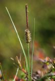 Carex rotundata. Верхушка цветущего растения. Окр. Мурманска, кустарничковая тундра, заболоченный участок. 12.06.2016.