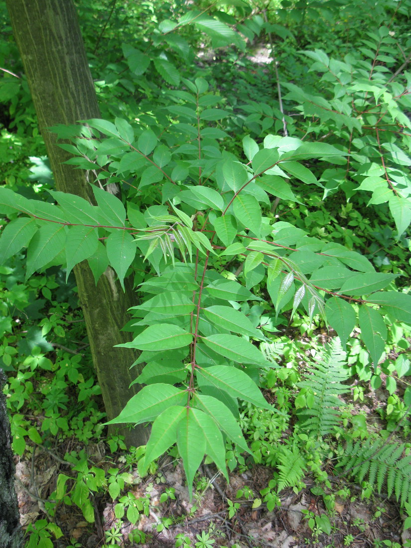 Изображение особи семейство Juglandaceae.