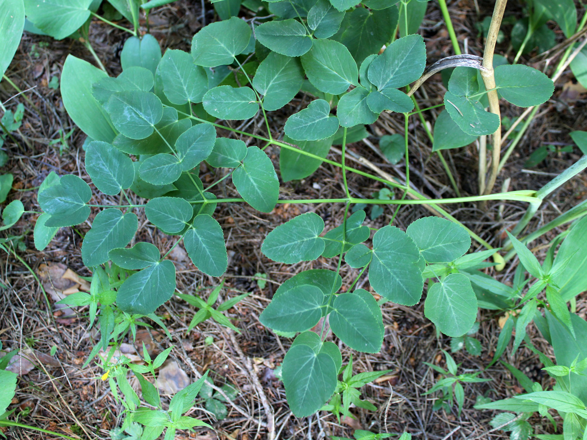 Изображение особи Laserpitium latifolium.