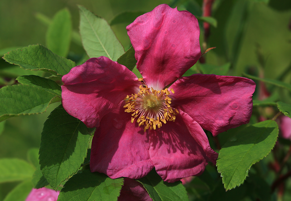 Image of Rosa davurica specimen.