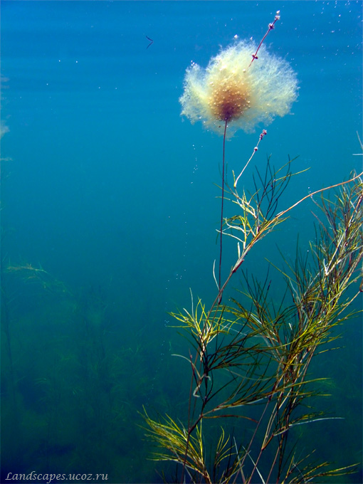 Изображение особи Potamogeton pectinatus.